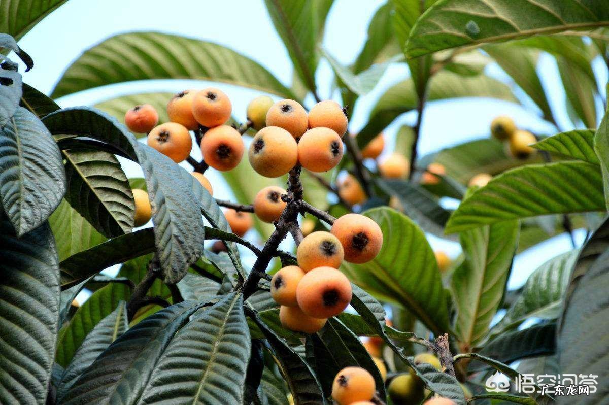 枇杷树皮的药用价值怎么样？