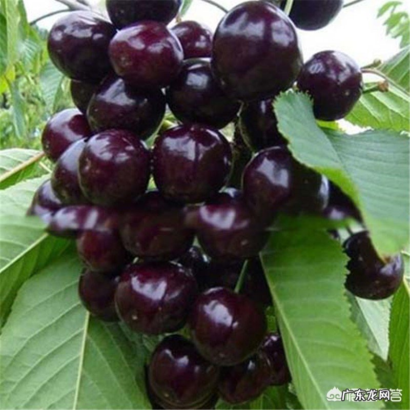 怀孕了能吃樱桃吗?