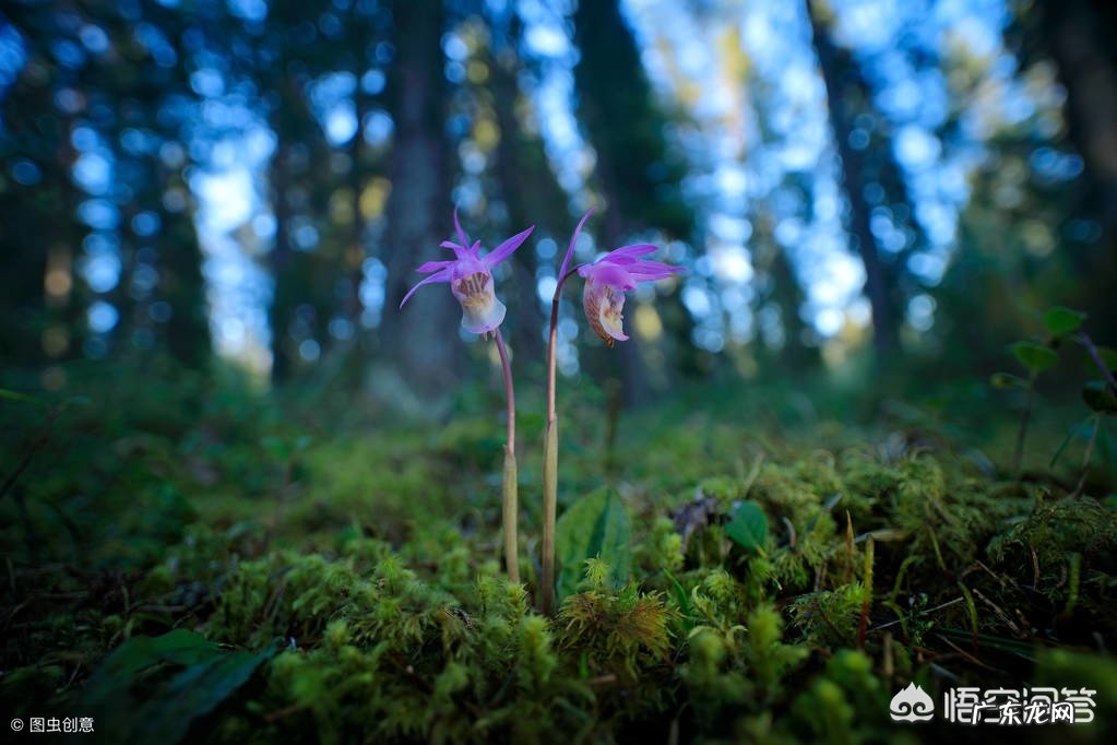 怎样在农村的山上找到值钱的兰草?
