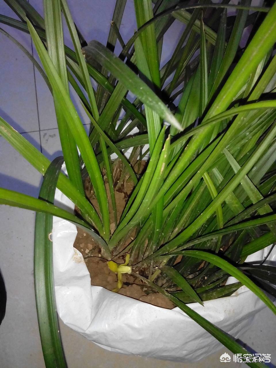 怎样在农村的山上找到值钱的兰草？