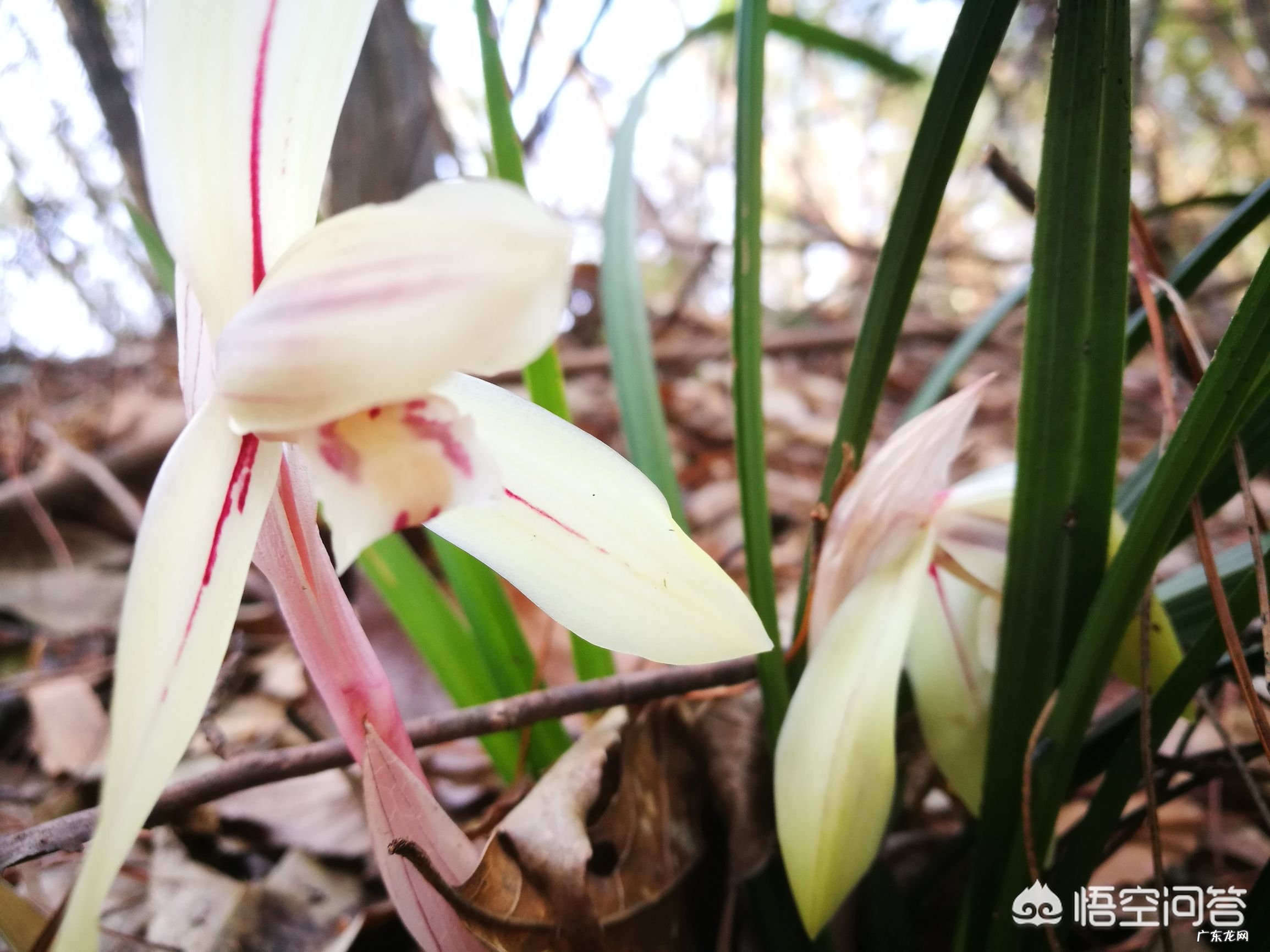 怎样在农村的山上找到值钱的兰草?
