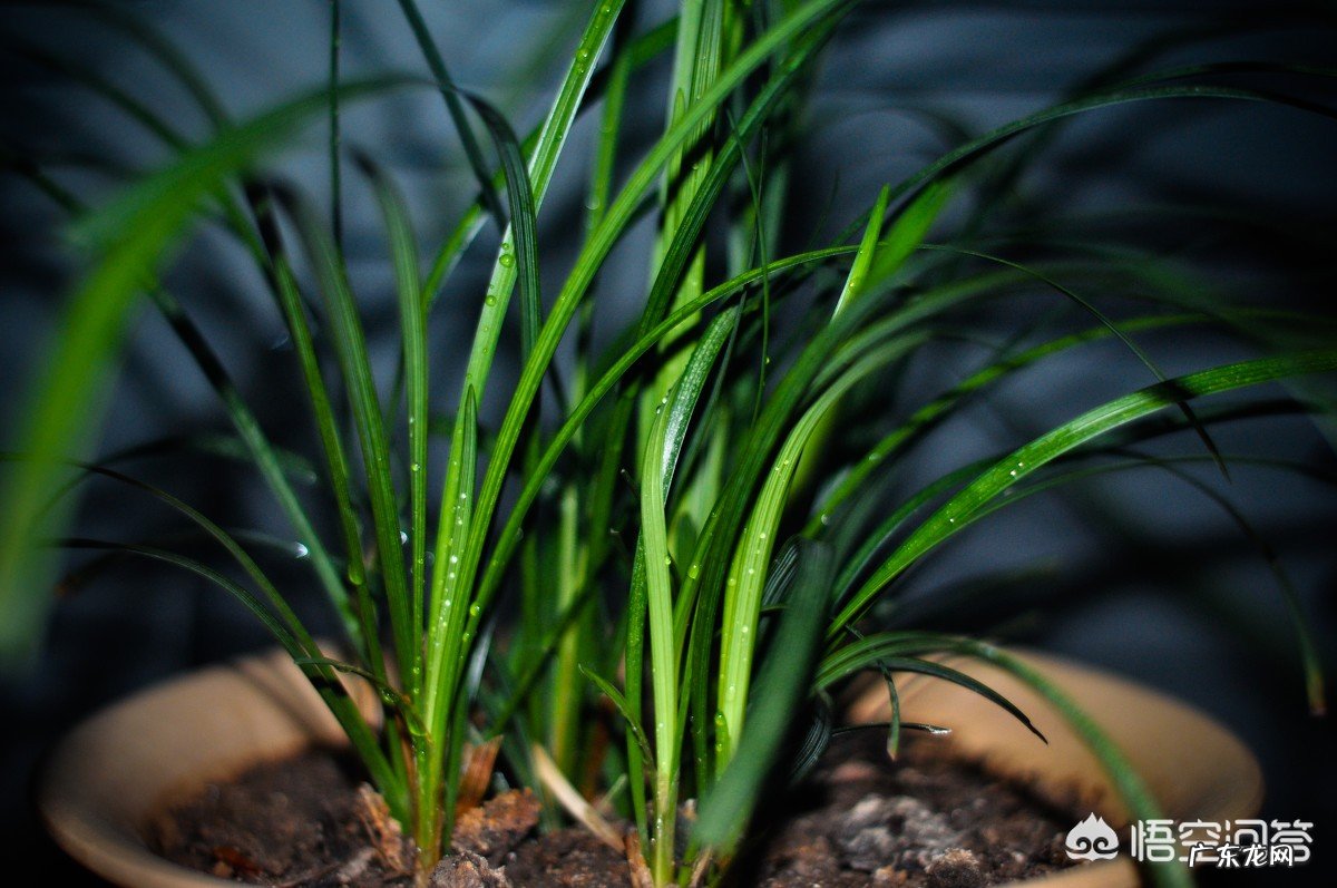 怎样在农村的山上找到值钱的兰草？