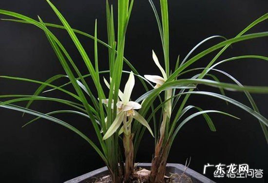 怎样在农村的山上找到值钱的兰草？