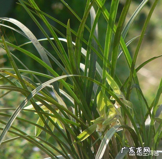 怎样在农村的山上找到值钱的兰草？