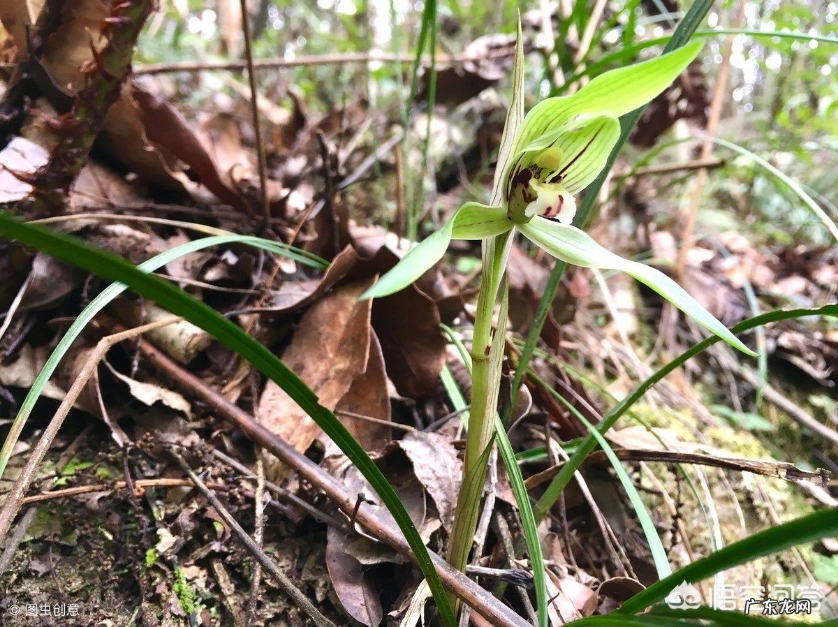 怎样在农村的山上找到值钱的兰草？