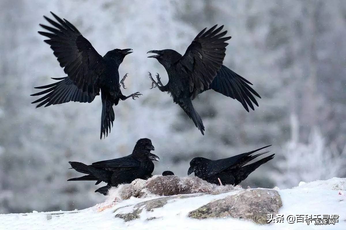 最聪明的家禽类动物是什么?有什么依据?