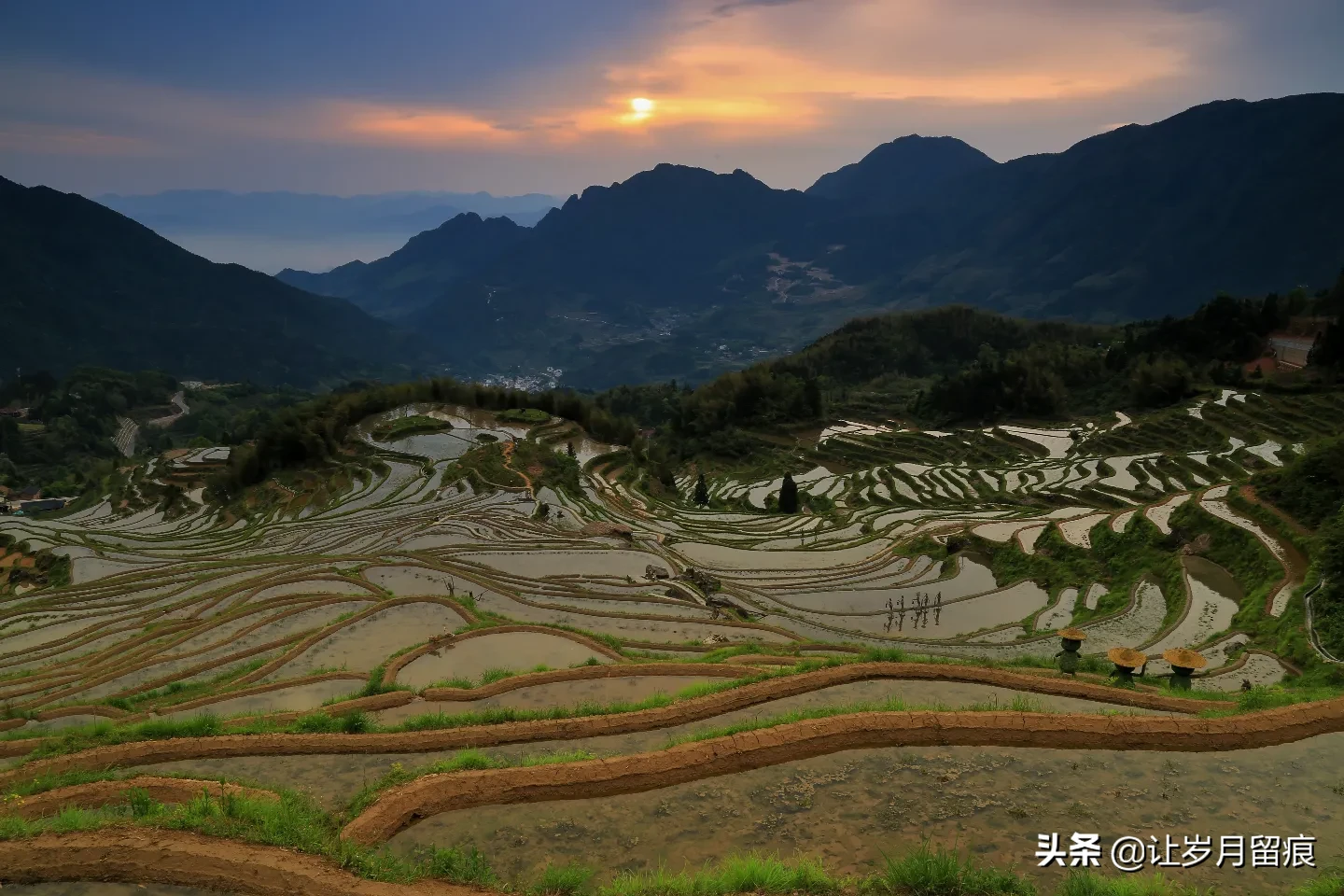 最聪明的家禽类动物是什么?有什么依据?