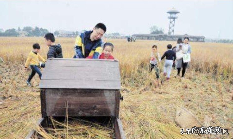 有80后还记得小时候收割水稻的记忆吗?