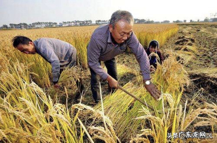 有80后还记得小时候收割水稻的记忆吗?