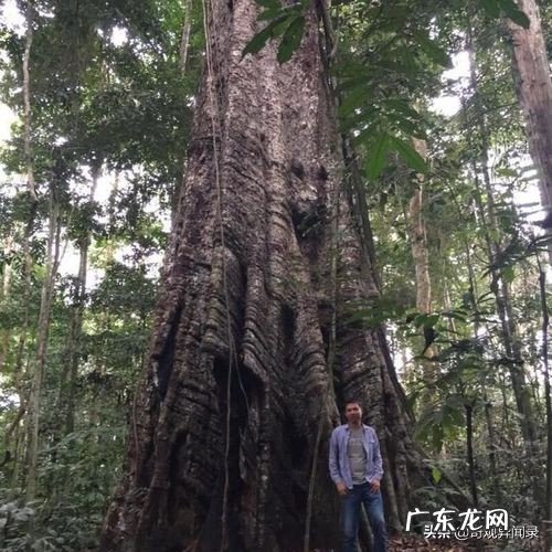 树王巴花号称世界上最漂亮的木头,到底有多美?