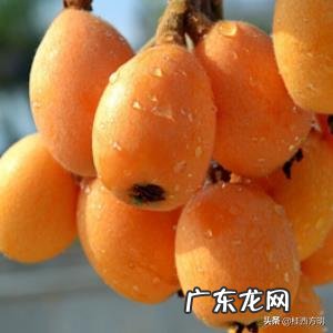 枇杷只开花不挂果是怎么回事?