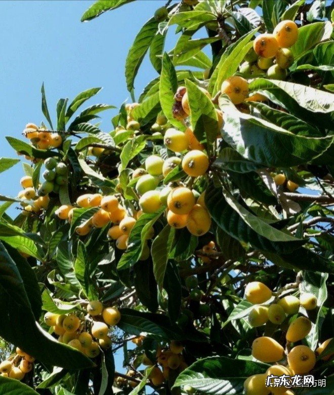 枇杷只开花不挂果是怎么回事?