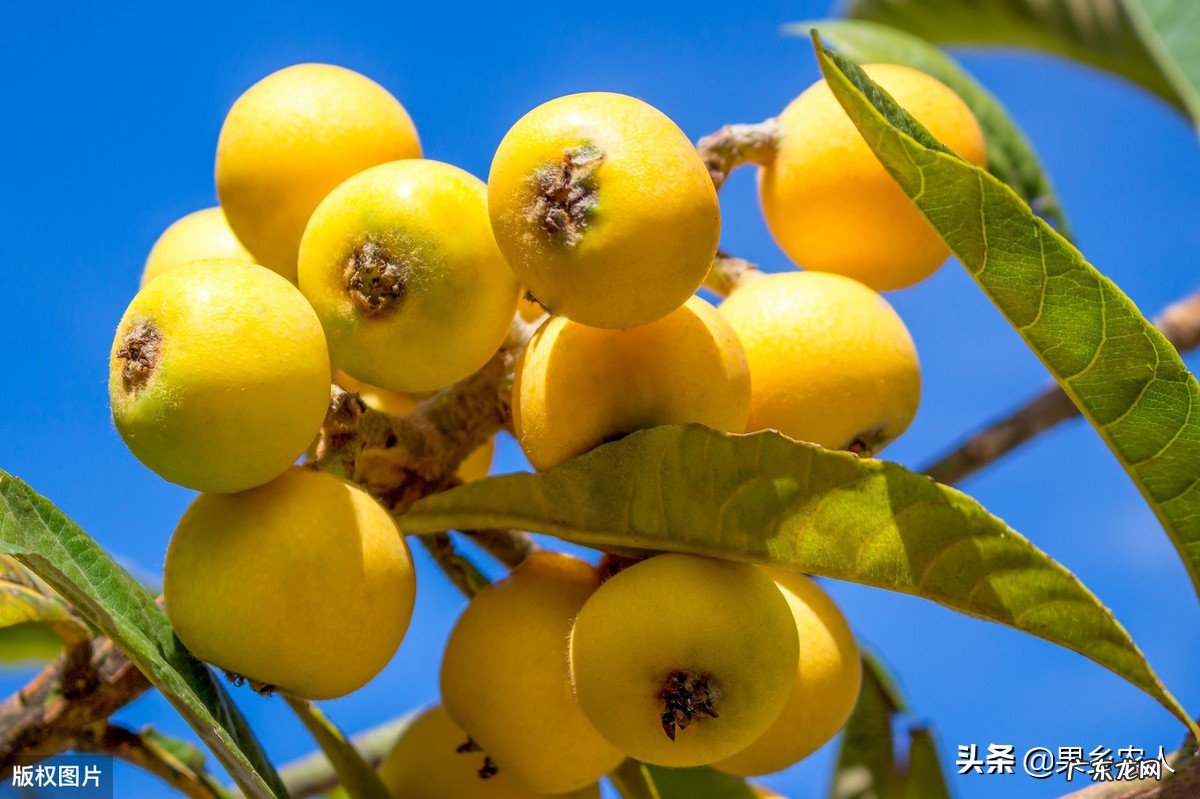 枇杷只开花不挂果是怎么回事?