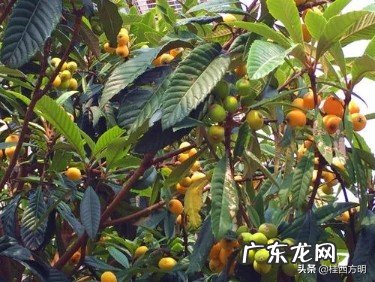 枇杷只开花不挂果是怎么回事?