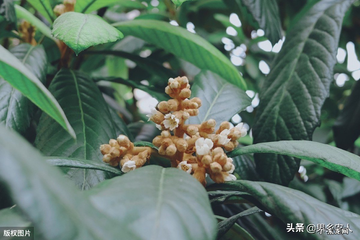 枇杷只开花不挂果是怎么回事?