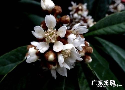 枇杷只开花不挂果是怎么回事？