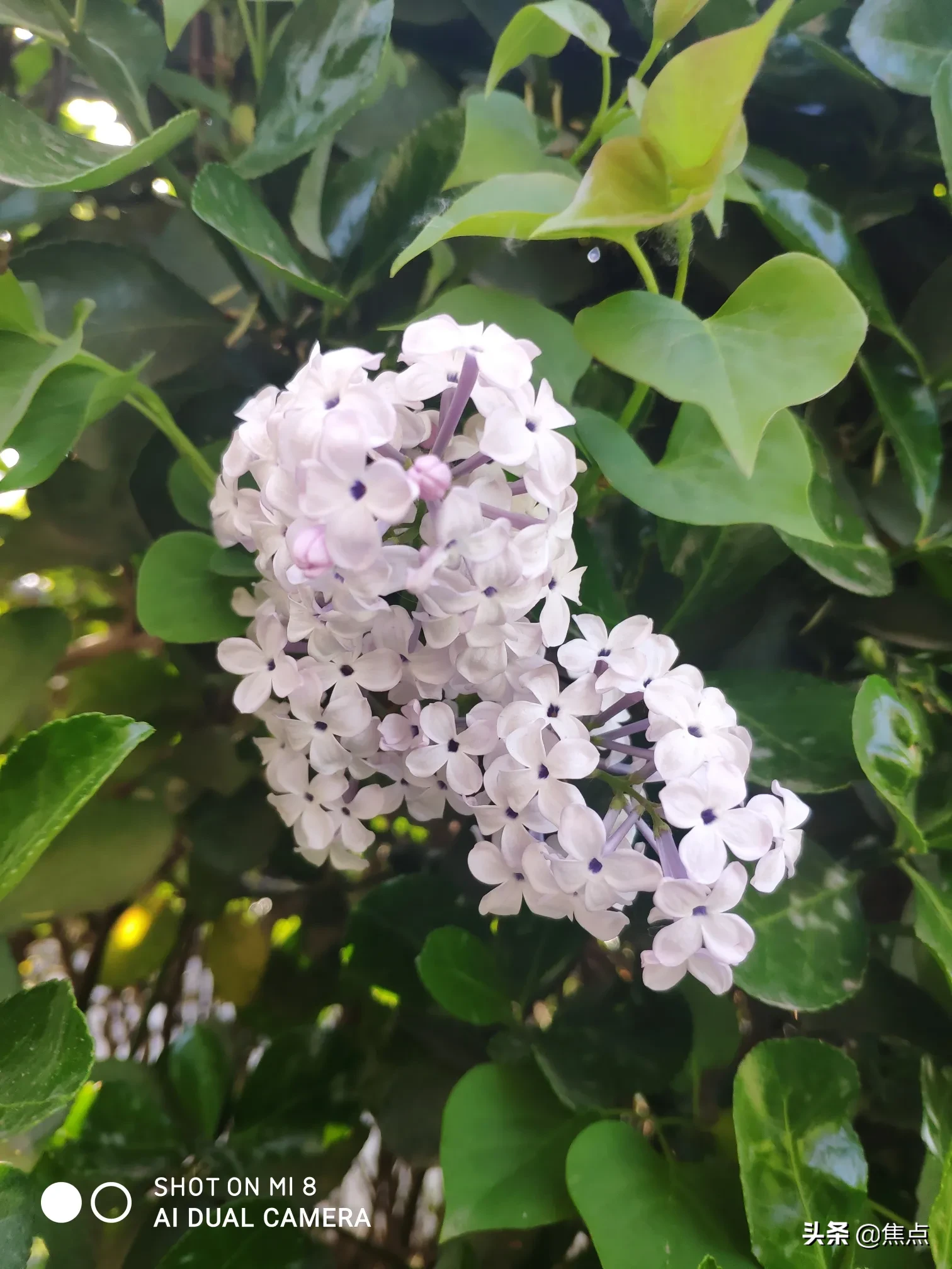 五一期间你会去自驾游吗?为什么?