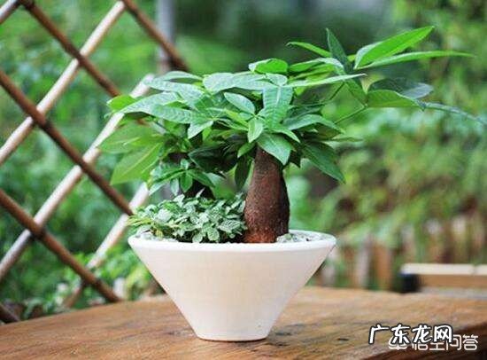 家里花盆一浇水就有很多的小虫子在表面爬,这种虫子有危害吗?需要杀死吗?