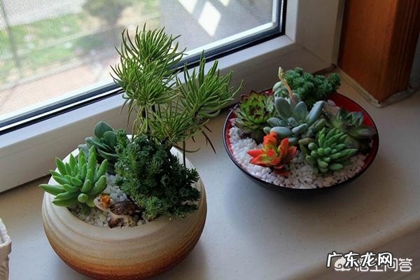 家里花盆一浇水就有很多的小虫子在表面爬,这种虫子有危害吗?需要杀死吗?