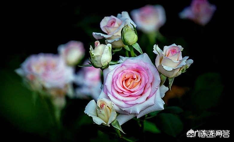 家里花盆一浇水就有很多的小虫子在表面爬,这种虫子有危害吗?需要杀死吗?