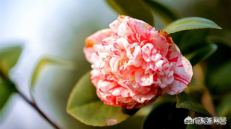 家里花盆一浇水就有很多的小虫子在表面爬,这种虫子有危害吗?需要杀死吗?