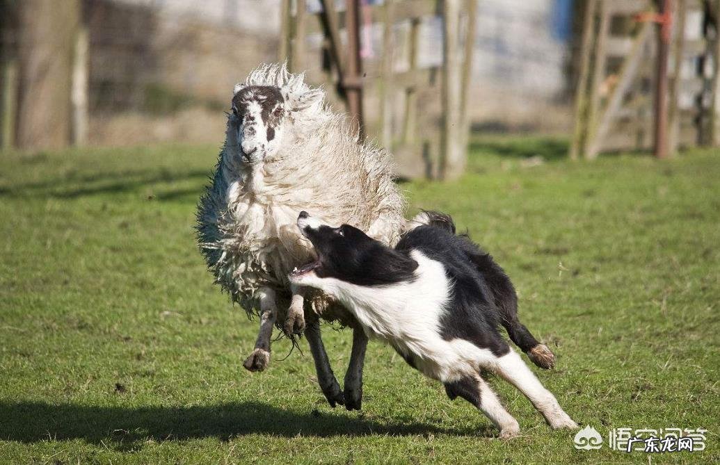 世界上最聪明,智商最高的狗是哪种狗?它们每天在想什么?