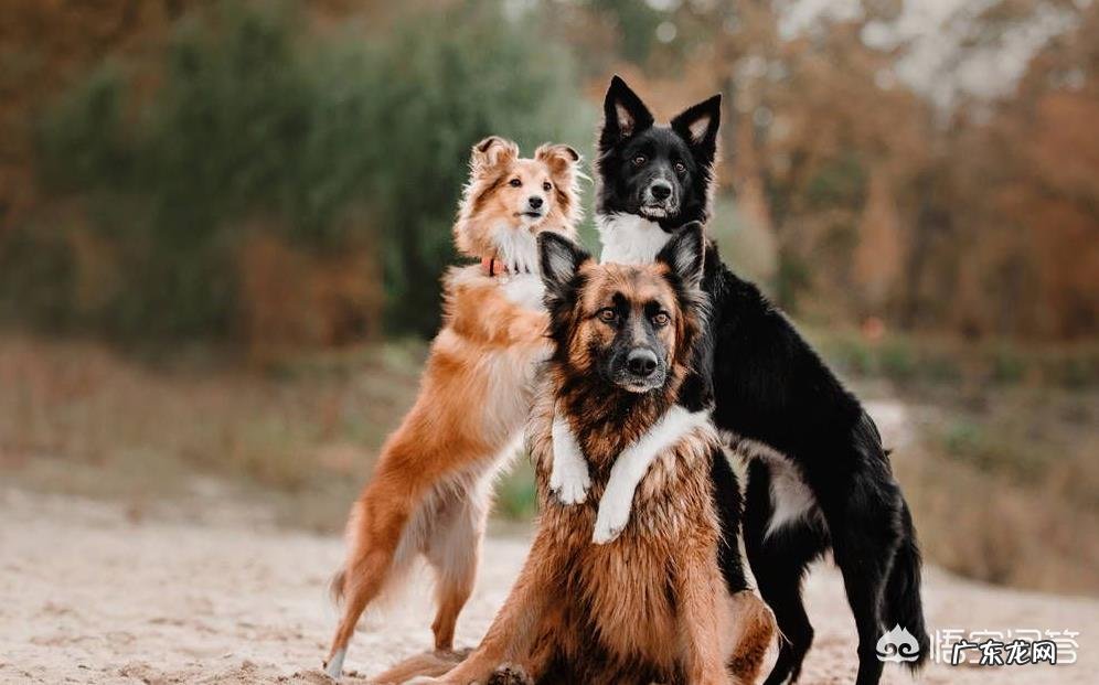 世界上最聪明,智商最高的狗是哪种狗?它们每天在想什么?