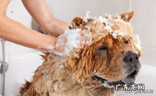 详细 怎么给狗狗洗澡才能干净,狗狗洗澡教程?