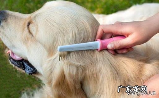 详细 怎么给狗狗洗澡才能干净,狗狗洗澡教程?