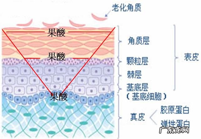 果酸换肤的作用是什么?