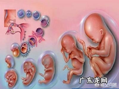 怀孕多少周是怎么计算的?