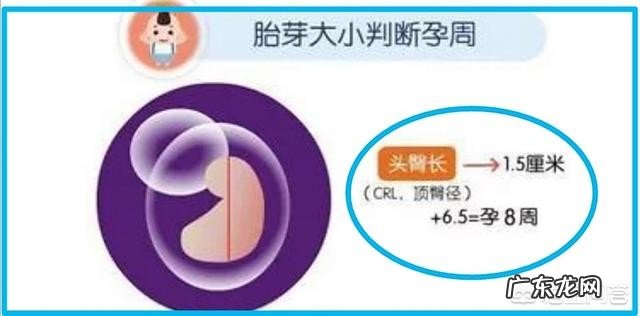 怀孕多少周是怎么计算的?