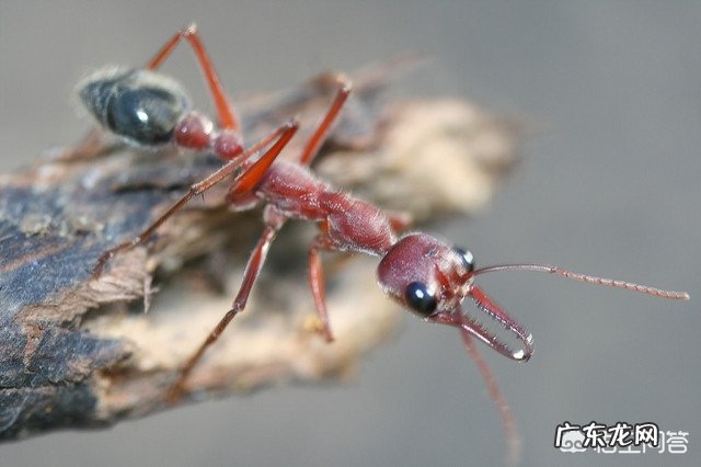 为什么蚂蚁从高处落下摔不死?