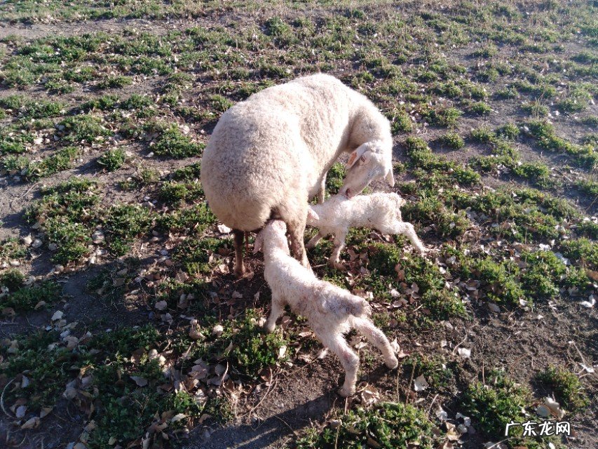 母羊在分娩的时候,应该怎么做?应注意什么事项?