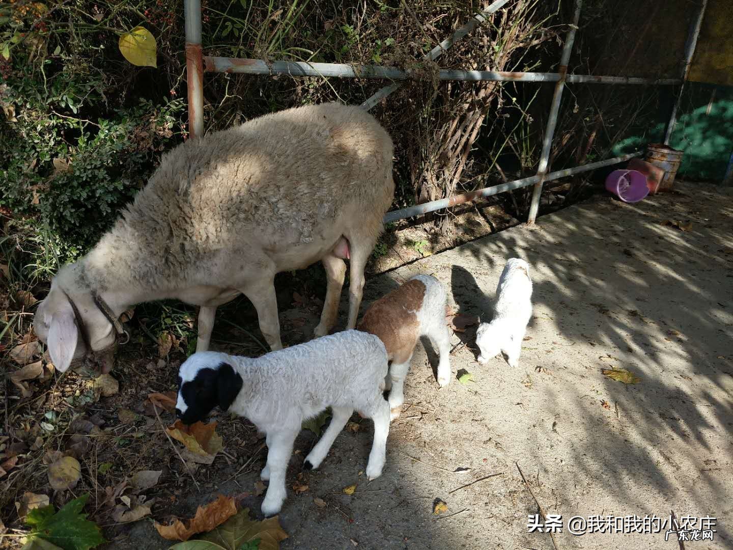 母羊在分娩的时候,应该怎么做?应注意什么事项?