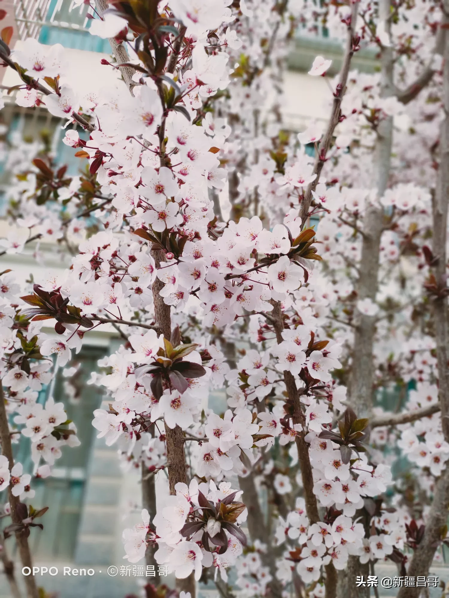 2020清明节如何向朋友表示问候合适？