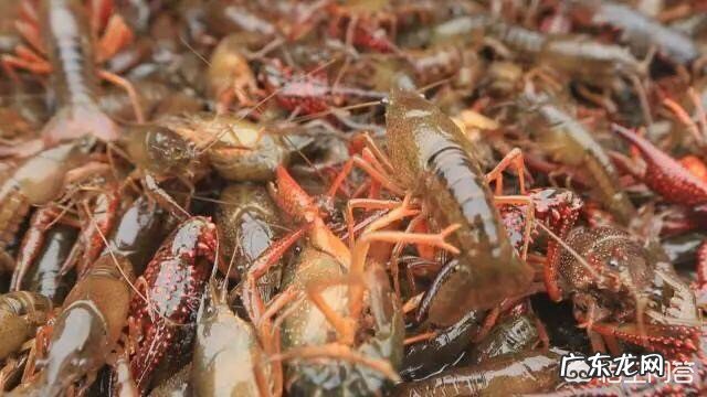 在家里不会做饭怎么办?