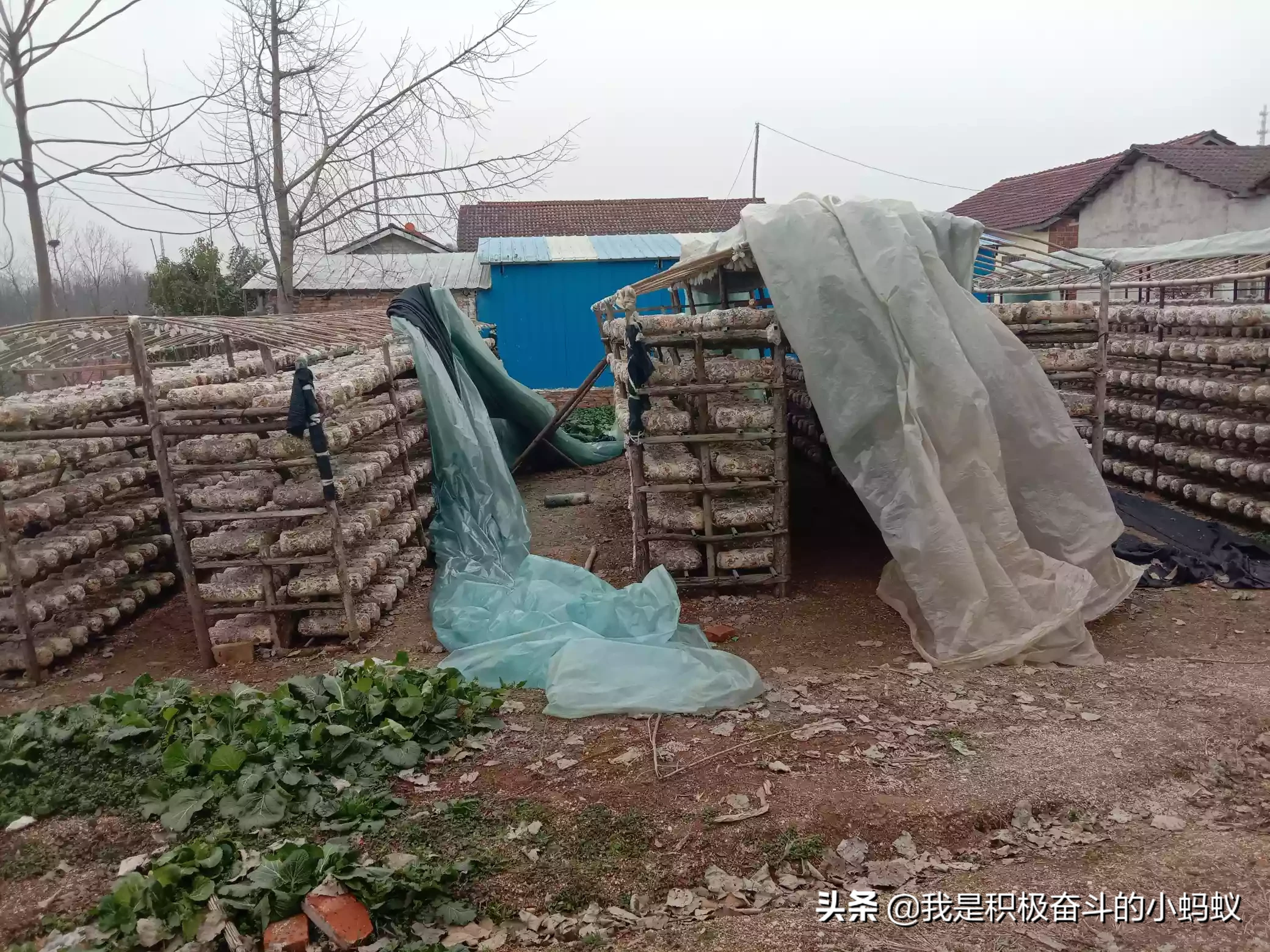 搞个小型的蘑菇种植场需要多少钱?