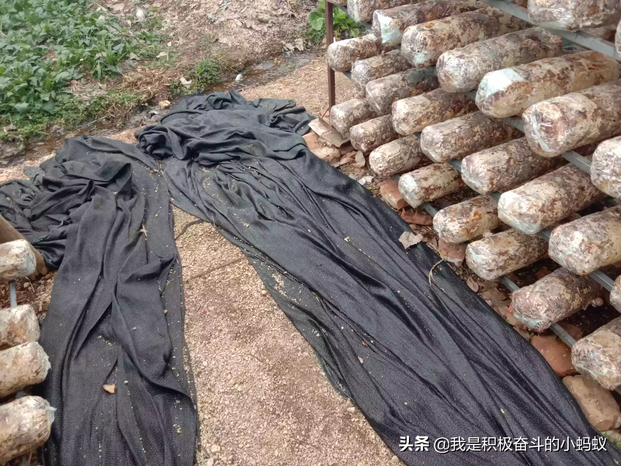 搞个小型的蘑菇种植场需要多少钱?