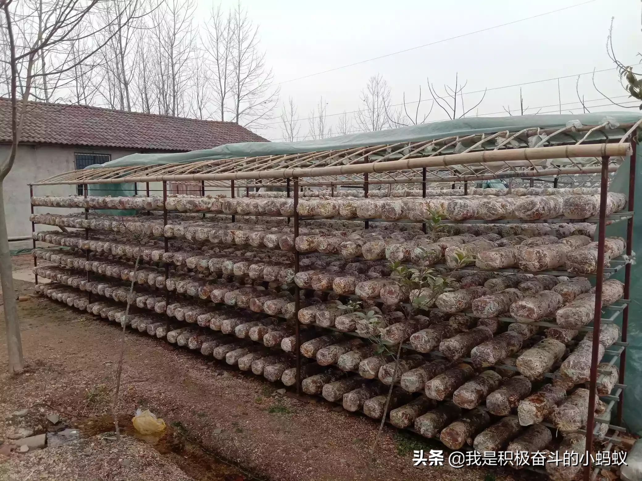 搞个小型的蘑菇种植场需要多少钱?