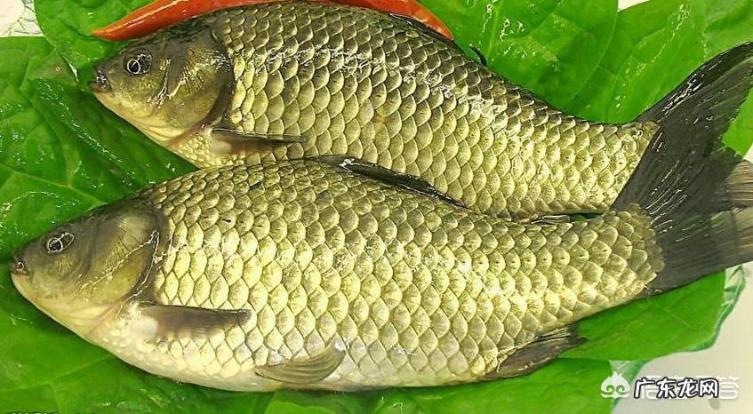 有人说农村野生鲫鱼比池塘养殖鲫鱼营养、健康，为什么？