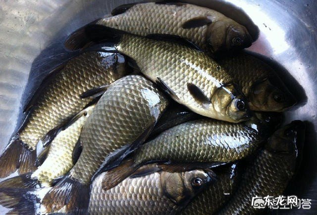 有人说农村野生鲫鱼比池塘养殖鲫鱼营养、健康，为什么？