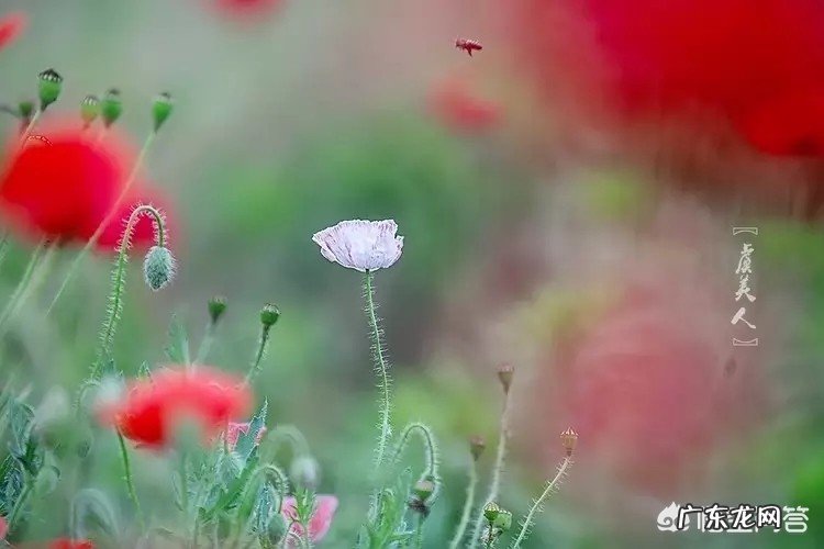 巴黎圣母院惨遭大火,法国总统马克龙第一时间发起国际募捐,你准备捐款吗?说说理由?