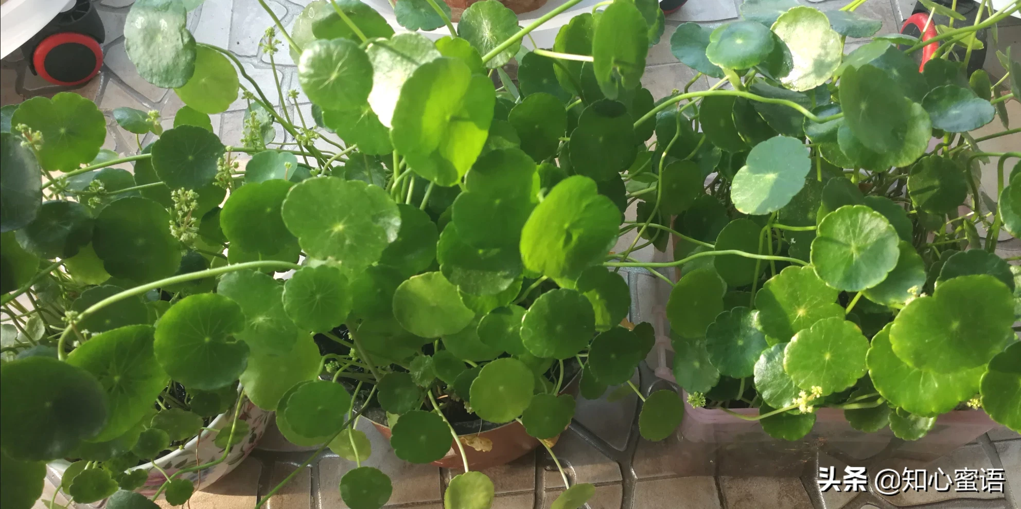 既有趣又实用的生活小技巧,大家有吗?