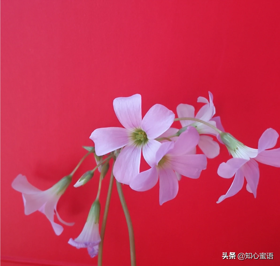 既有趣又实用的生活小技巧,大家有吗?