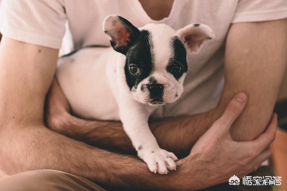 怎样防止狗狗乱吃东西,狗狗乱吃东西该打哪里?