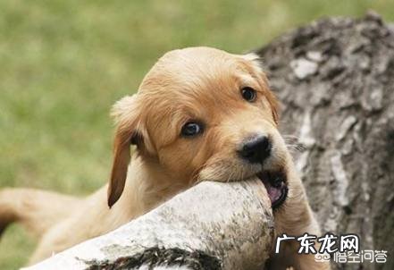 怎样防止狗狗乱吃东西,狗狗乱吃东西该打哪里?