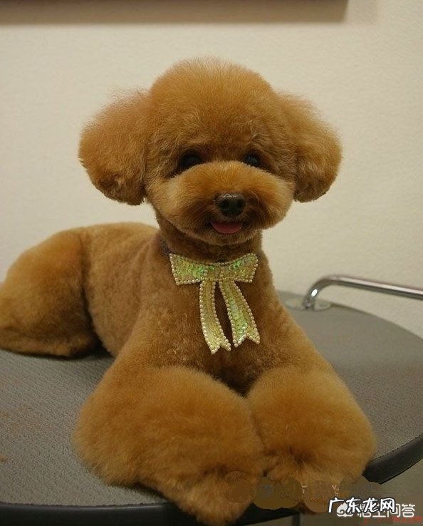 怎样防止狗狗乱吃东西,狗狗乱吃东西该打哪里?