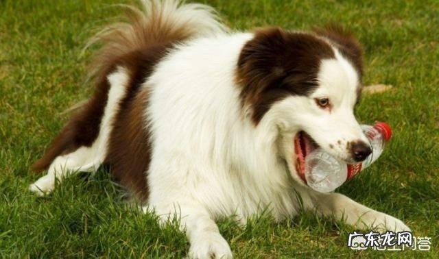 怎样防止狗狗乱吃东西,狗狗乱吃东西该打哪里?