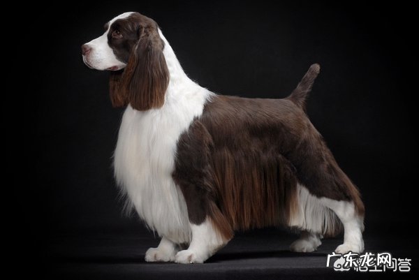 怎样防止狗狗乱吃东西,狗狗乱吃东西该打哪里?